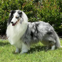 Xena - Shetland Sheepdog