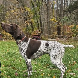 Bandit - German Shorthaired Pointer