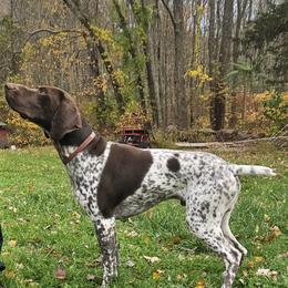 Bandit - German Shorthaired Pointer