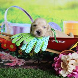 Brown collar (Theodor) - Cream male Dachshund puppy in Pace, Florida from Shoebox Doxie’s