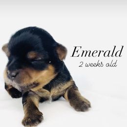 Yorkshire Terrier Puppies from Hummingbird Farm & Gardens