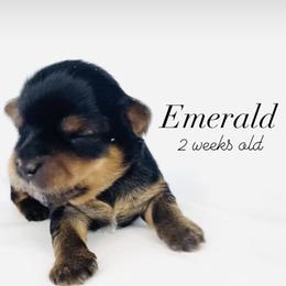 Yorkshire Terrier Puppies from Hummingbird Farm & Gardens