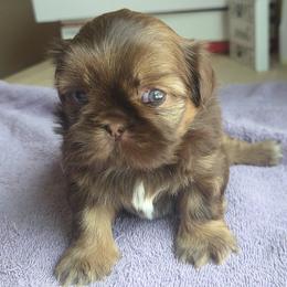 Girl 2 - Tricolor female Shih Tzu puppy in Houston, Texas from Shih Tzu Houston