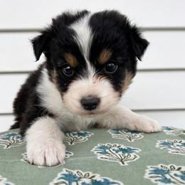 Cosmo - Black tri-color male Australian Shepherd puppy in Kearney, Nebraska from Helix Aussies