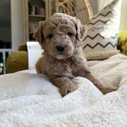 Minty🩵 - Goldendoodle puppy from Doodles Delight PNW