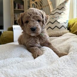 Minty🩵 - Goldendoodle puppy from Doodles Delight PNW