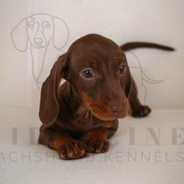 Cadbury - Chocolate and tan male Dachshund puppy in Temecula, California from Naomi Magee's Dachshund Kennel