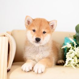 Sen Red Boy - Red male Shiba Inu puppy in Neosho, Missouri from Sunny Terrace Shibas