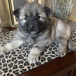 Boy 6 - Wolfgray Eurasier puppy in Soap Lake, Washington from Falling Cedar Farm Samoyeds and Eurasier’s