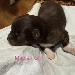Maple - Chocolate female Pomsky puppy in Avoca, Michigan from Repurposed Paradise Farm