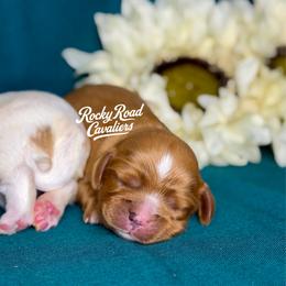 Prudence - Ruby female Cavalier King Charles Spaniel puppy in Nashville, Arkansas from Rocky Road Puppies