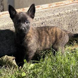 Axel - Gold brindle male Dutch Shepherd puppy in Watertown, Connecticut from APACHEK9