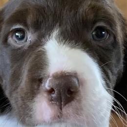 Brittanys and Tibetan Spaniels from MoonRiver Brittanys & Tibetan Spaniels