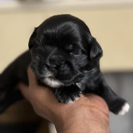 Maltese, Pomeranian, Shih Tzu, and Yorkshire Terrier Puppies from Gibbs Gorgeous Paws LLC