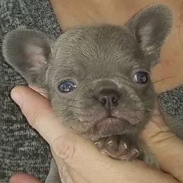 French Bulldog Puppies from Rock Island Frenchies of Texas