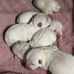 Boy 4 - West Highland White Terrier puppy in Ridgeway, Virginia from Rivers Bend Westies
