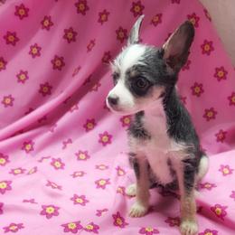 Savanna - Black and white female Chihuahua puppy in Henderson, Kentucky from Western Kentucky Chihuahua’s and Chinese Crested’s