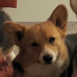 Tessa - Pembroke Welsh Corgi