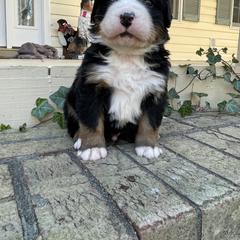 Sprout - Black rust and white male Bernese Mountain Dog puppy in Fountain, North Carolina from Stargirl Bernese Mountain Dogs