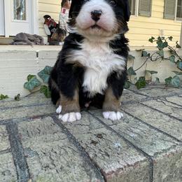 Sprout - Black rust and white male Bernese Mountain Dog puppy in Fountain, North Carolina from Stargirl Bernese Mountain Dogs