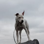 Dogo Argentinos from Pack Logic K9