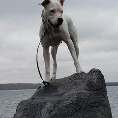 Dogo Argentinos from Pack Logic K9