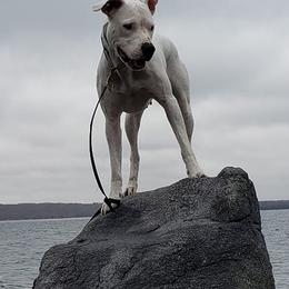 Dogo Argentinos from Pack Logic K9