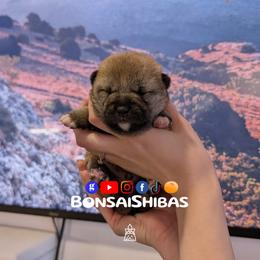 TOMO - Red male Shiba Inu puppy in Minnesota from BonsaiShibas