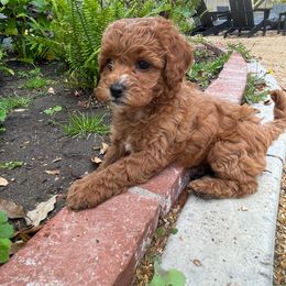 Cavapoo Puppies from SoCal Cavapoos