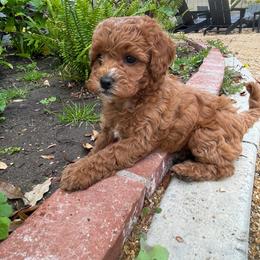 Cavapoo Puppies from SoCal Cavapoos