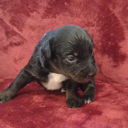 German Shepherd and Miniature Australian Shepherd Puppies from Central Florida Shepherds