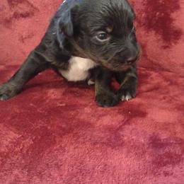 German Shepherd and Miniature Australian Shepherd Puppies from Central Florida Shepherds