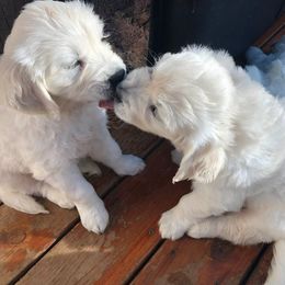 Golden Retriever Puppies from West Coast Cream Goldens