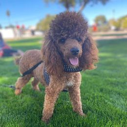 Genevieve - Poodle