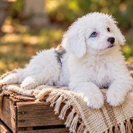 Sugar - Cream female Aussiedoodle puppy in Byron, Georgia from Southern Olive Doodles 🫒