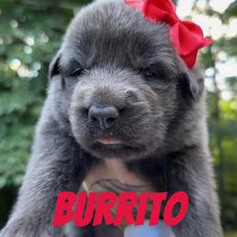 Burrito - Blue female German Shepherd puppy in Fort Jennings, Ohio from Von Holtzapple German shepherds