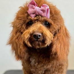 Bougie - Poodle