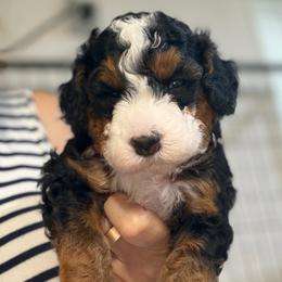 Lenny - Tri-color male Bernedoodle puppy in Lincoln, Nebraska from GRand Doodles