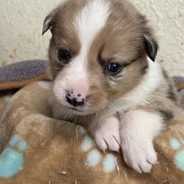 Helium - purple collar - Sable merle female Border Collie puppy in Crawfordsville, Indiana from Rescued Dreams Border Collies