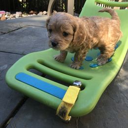 Cavachon, Cavalier King Charles Spaniel, and Cavapoo Puppies from Comfort Cavs