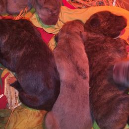 SettleIt - Brindle female Great Dane puppy in Street, Maryland from Grant’s Gorgeous Greats