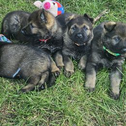 German Shepherd Puppies from Von Thomson Haus