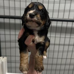 Thistle - Black white and tan male English Cocker Spaniel puppy in Lake City, Florida from Ryndal & Co.