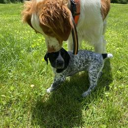 German Shorthaired Pointer Puppies from Thunder Mountain Gun Dogs