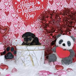 Teacup Royal - Black and tan female Yorkshire Terrier puppy in Lithonia, Georgia from Toy Yorkies Atlanta