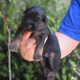 Green collar boy - Black and red male German Shepherd puppy in Dallas, Georgia from Cottonwood Kennel
