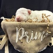 Green - White male Dogo Argentino puppy in Powder Springs, Georgia from Primo Kennels