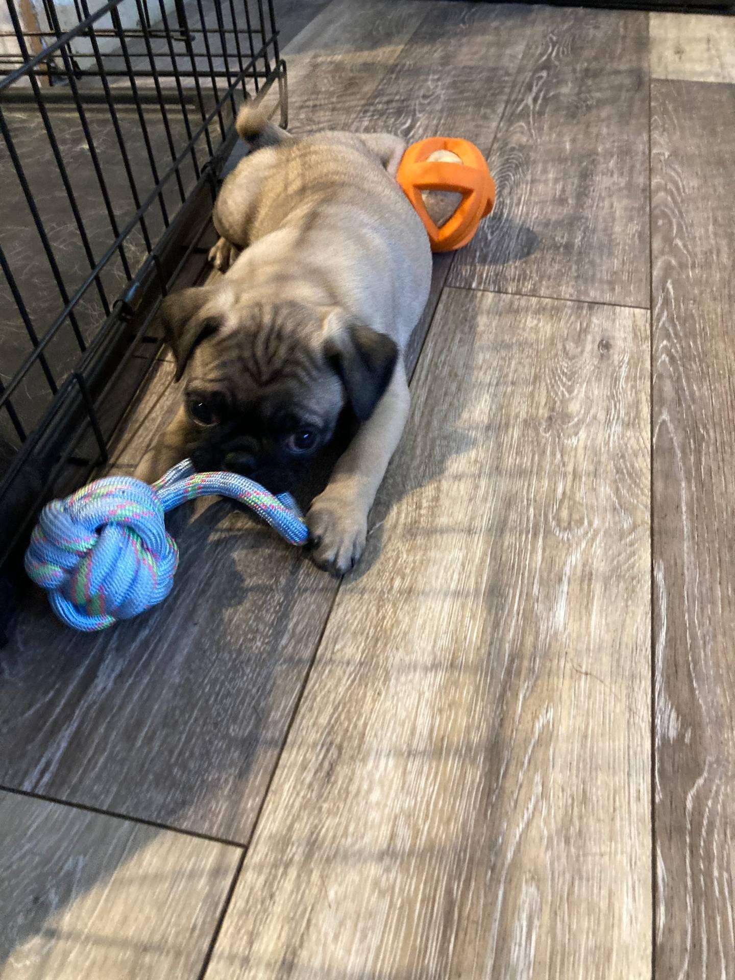 South Shore Pugs in Massachusetts Pug puppies Good Dog