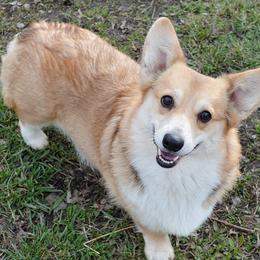 Gala - Pembroke Welsh Corgi