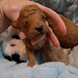 Roishin Girl Pup 3 - Red  female Poodle puppy in Greenville, Texas from RhineStone Poodles